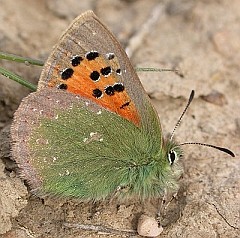 Provence Hairstreak - Tomares ballus © John Muddeman